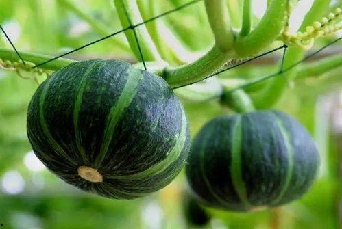 网红刘二萌吃瓜图片大全,揭秘网红日常趣味瞬间 第2张 网红刘二萌吃瓜图片大全,揭秘网红日常趣味瞬间 第2张